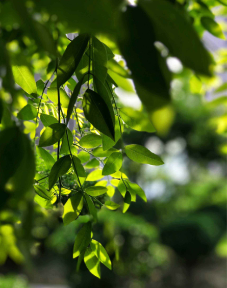 宋词|【诗词鉴赏】 立秋将至，在宋词中欣赏夏天，感受夏天的美丽！