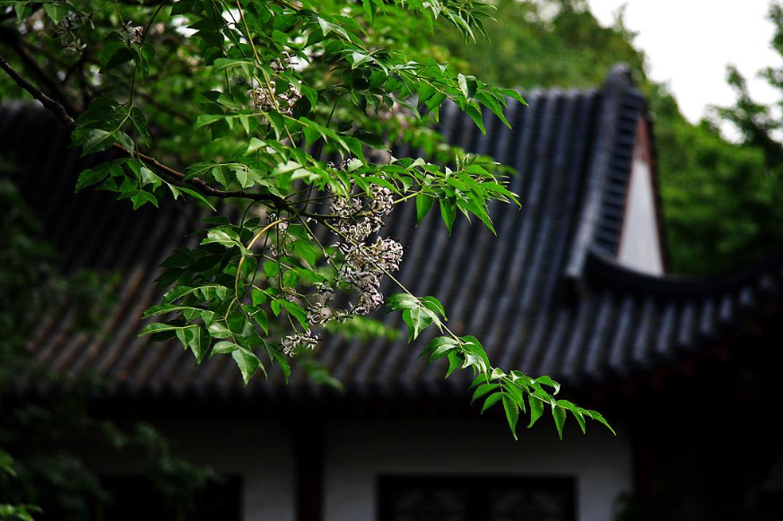 宋词|【诗词鉴赏】 立秋将至，在宋词中欣赏夏天，感受夏天的美丽！