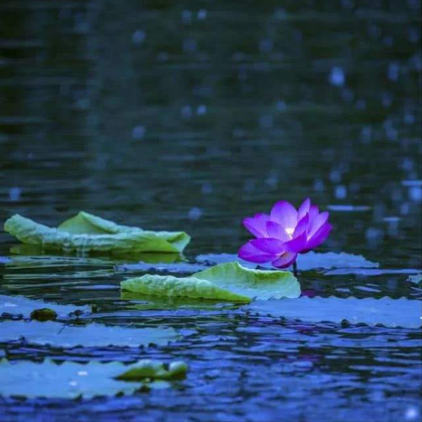 宋词|【诗词鉴赏】 立秋将至，在宋词中欣赏夏天，感受夏天的美丽！