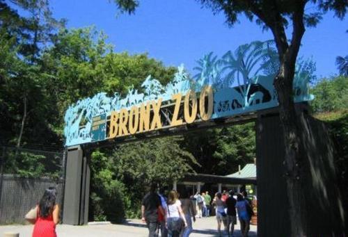 布朗克斯动物园|黑人曾和猴子被关在笼子里供游客取乐，野生动物保护协会百年之后终于认错