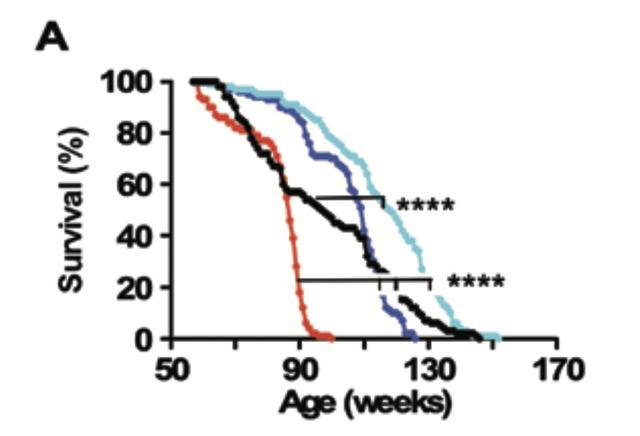 二甲双胍|前沿快讯：二甲双胍现已加入夺命套餐？看看辛克莱教授的最新成果