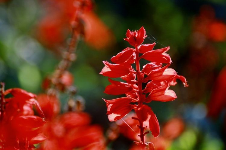 8月份,红鸾星动桃花浮现,将与真爱私定终身,相约白首的4大生肖