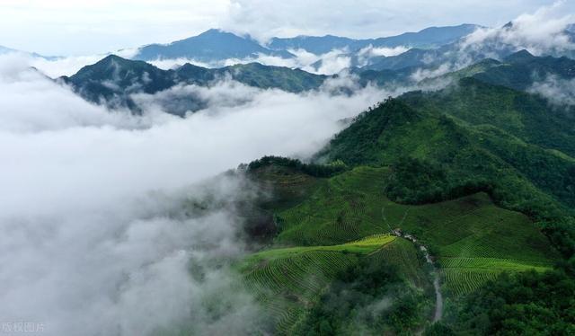 雾里看茶园，景色优美