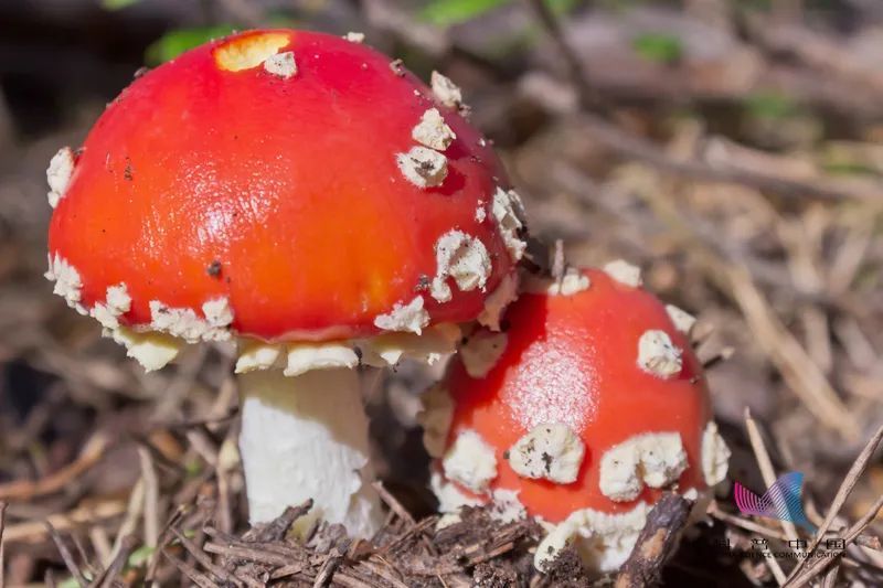 蘑菇|警惕！这道“菜”不要随便吃，最近已致多人死亡！更糟糕的是…