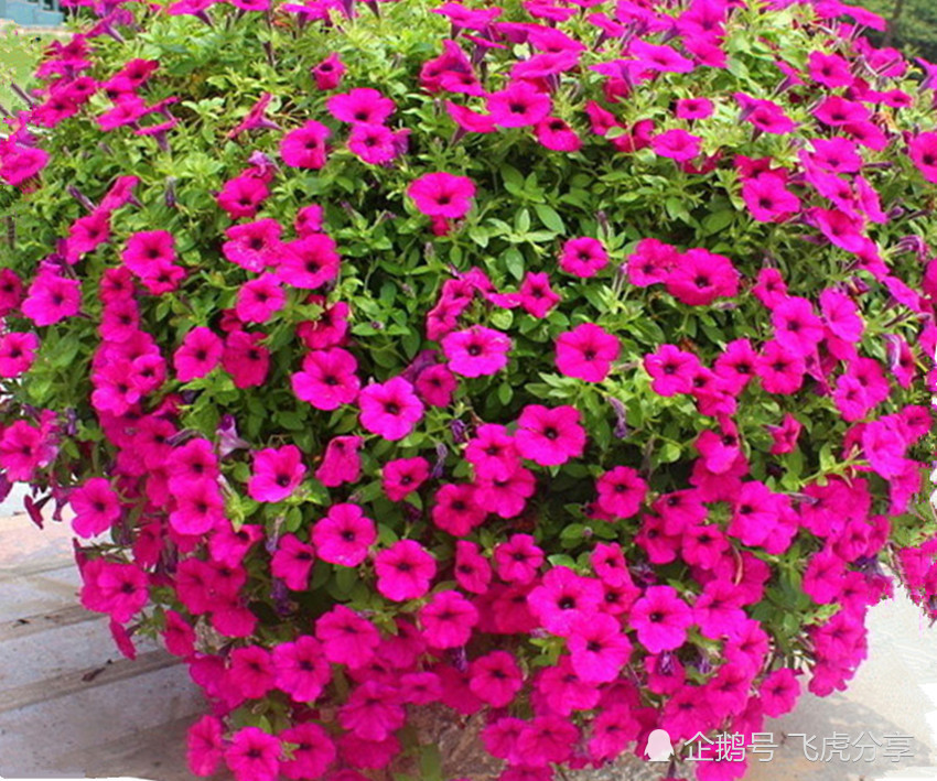 六种花一开就是大半年,花朵越开越多,越开越美,瞬间成花海