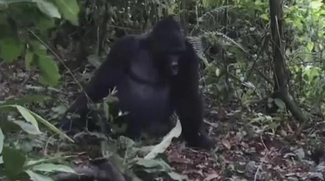 大猩猩|男子常年偷猎，杀死乌干达大猩猩入狱11年，还辩称是为了保护自己