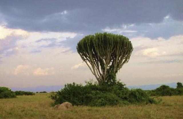 大猩猩|男子常年偷猎，杀死乌干达大猩猩入狱11年，还辩称是为了保护自己