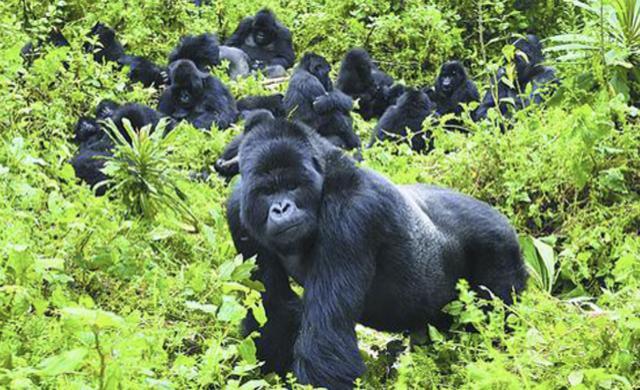 大猩猩|男子常年偷猎，杀死乌干达大猩猩入狱11年，还辩称是为了保护自己