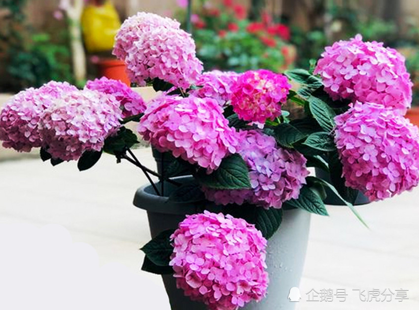 六种花一开就是大半年,花朵越开越多,越开越美,瞬间成花海