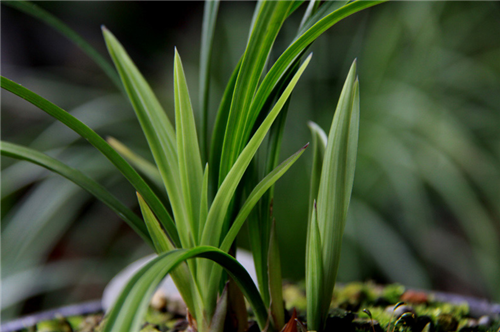 兰花草|为啥洒水车一直无限循环播放《兰花草》这首歌？专家的回复亮了
