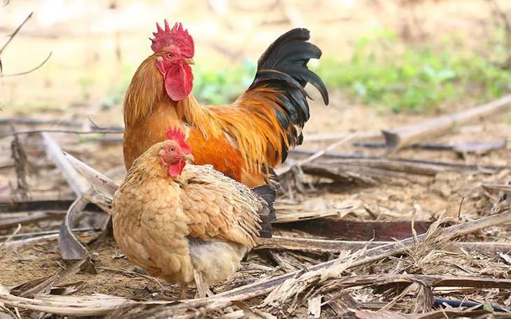 吃过潭牛鸡饭才知道什么叫做好吃