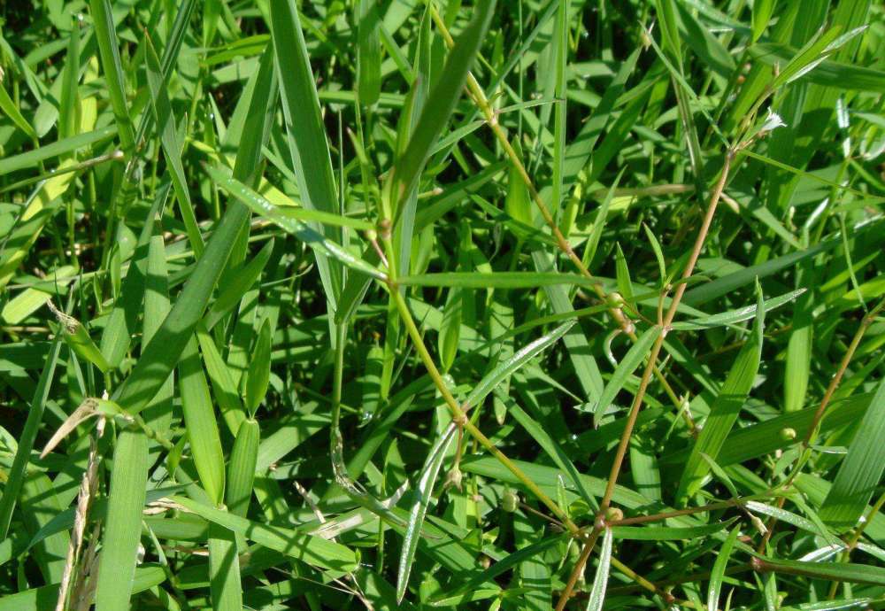 过去用来喂牛田埂上最常见一年一茬开白花殊不知价值很高