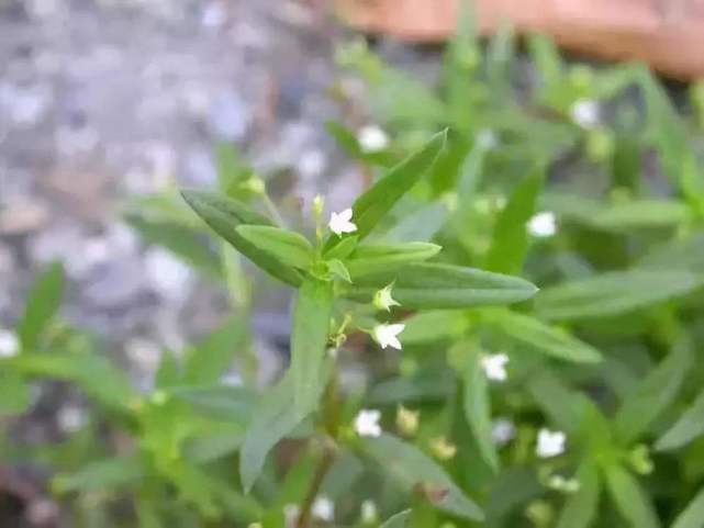 过去用来喂牛 田埂上最常见 一年一茬开白花 殊不知价值很高 野草 野花