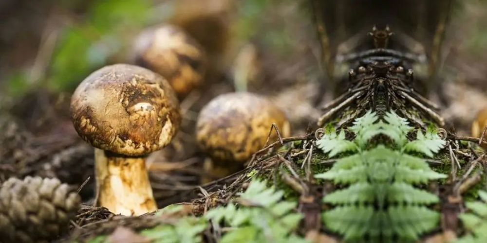 舌尖上的松茸 怎么就濒危了 腾讯新闻