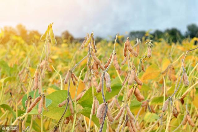 大豆|大豆种植技术，掌握病虫害的有效防治措施，提高大豆质量和产量
