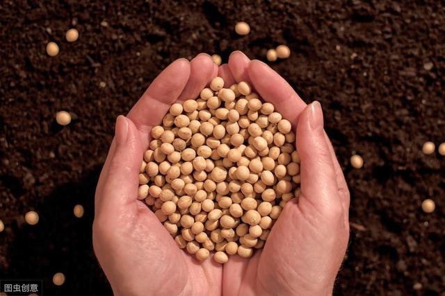 大豆|大豆种植技术，掌握病虫害的有效防治措施，提高大豆质量和产量