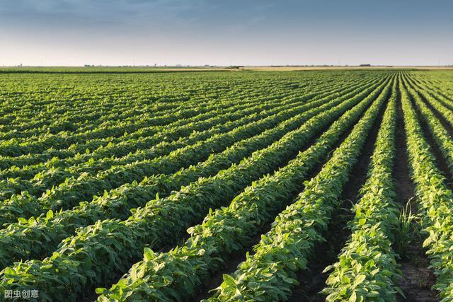大豆|大豆种植技术，掌握病虫害的有效防治措施，提高大豆质量和产量