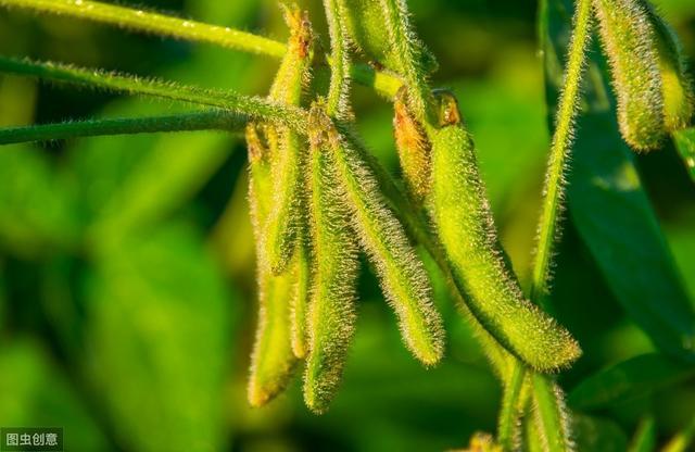大豆|大豆种植技术，掌握病虫害的有效防治措施，提高大豆质量和产量