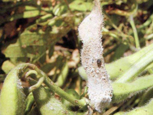 大豆|大豆种植技术，掌握病虫害的有效防治措施，提高大豆质量和产量