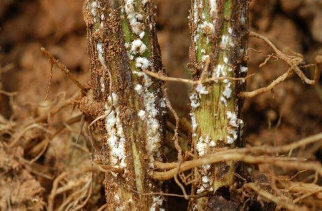 大豆|大豆种植技术，掌握病虫害的有效防治措施，提高大豆质量和产量