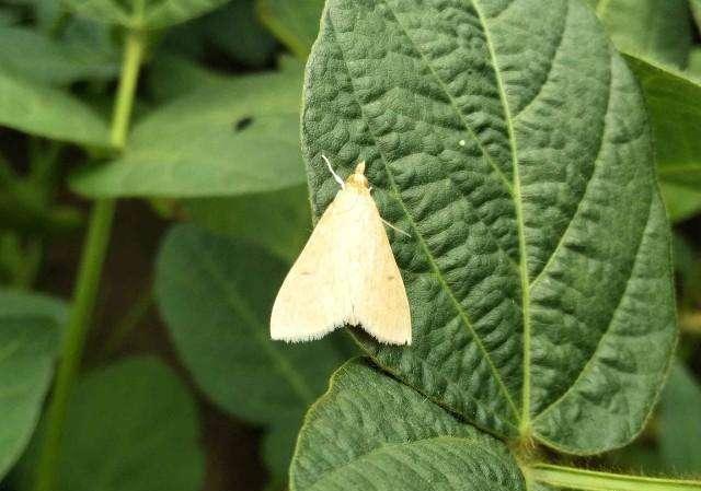 大豆|大豆种植技术，掌握病虫害的有效防治措施，提高大豆质量和产量