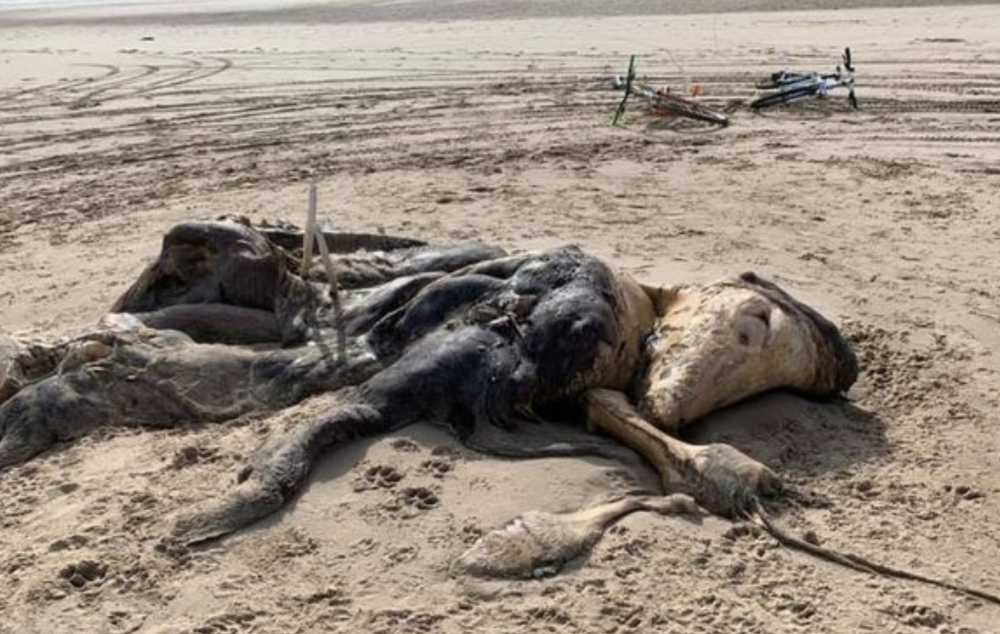英国|英国海滩惊现神秘生物尸体，又像马又像牛浑身散发臭气