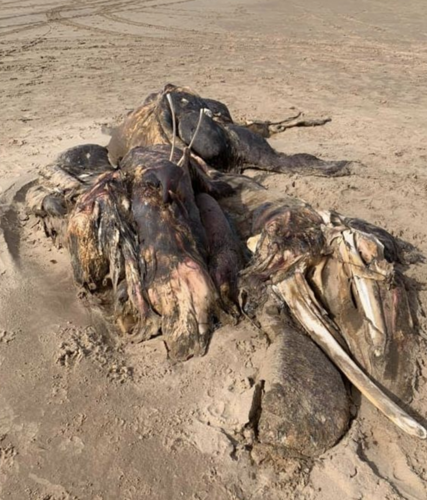 英国|英国海滩惊现神秘生物尸体，又像马又像牛浑身散发臭气