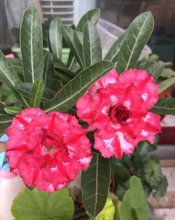 沙漠玫瑰不开花 长枝剪一剪 土里掺点沙子 红花开到巴掌大 花卉 沙漠玫瑰 红花 多肉