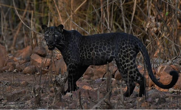 在亚洲,黑豹主要分布于南亚和东南亚.