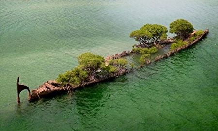 澳大利亚_旅游|澳洲惊现“漂浮森林”157年弃船成孕育地