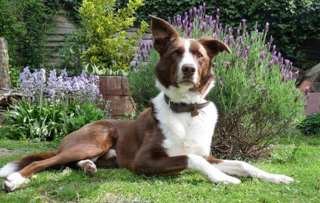 英国|“热狗”：疫情封锁让人孤单难捱，偷盗宠物狗犯罪浪潮席卷英国