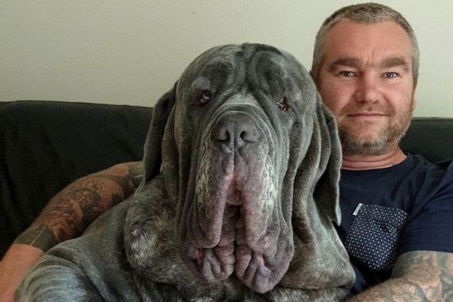 英国拿破仑獒犬也医美,提拉眼睑去掉2斤多皮肤,并非为了颜值