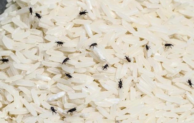 大米|夏季大米易生“米虫”，教你这3个方法，1个虫也不长，放一年不坏