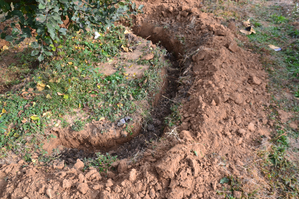 施肥|挖坑施肥和撒施，哪一种更好？要看具体情况，不能认死理