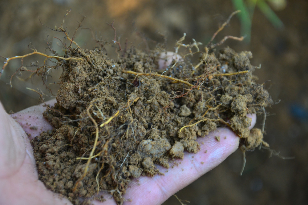 施肥|挖坑施肥和撒施，哪一种更好？要看具体情况，不能认死理