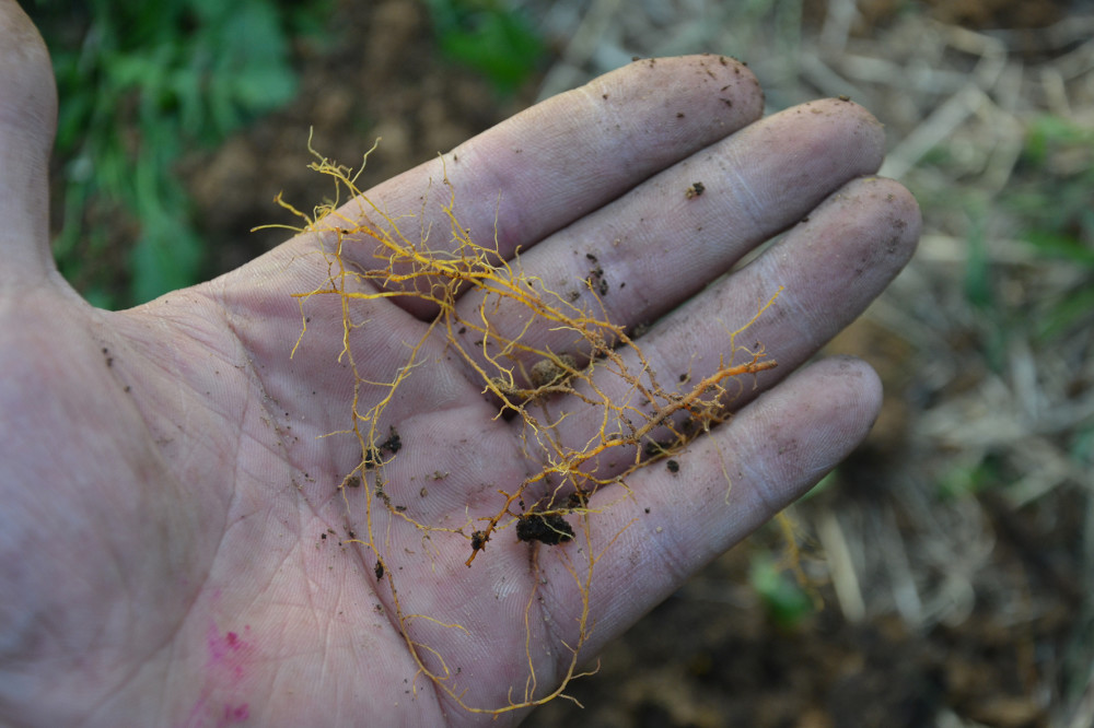 施肥|挖坑施肥和撒施，哪一种更好？要看具体情况，不能认死理