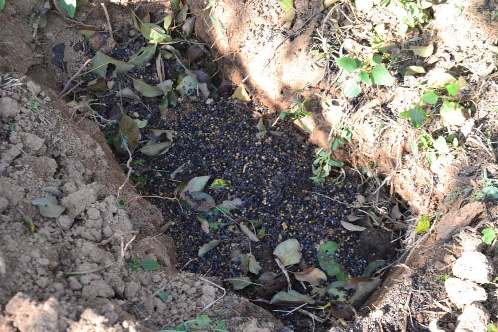 施肥|挖坑施肥和撒施，哪一种更好？要看具体情况，不能认死理