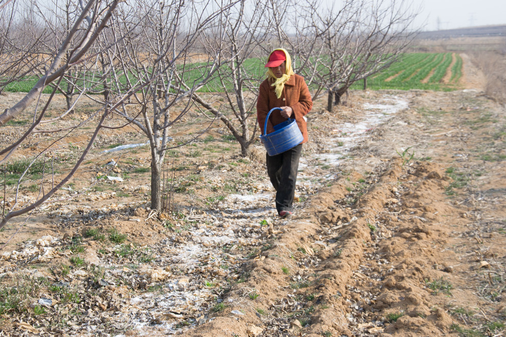 施肥|挖坑施肥和撒施，哪一种更好？要看具体情况，不能认死理