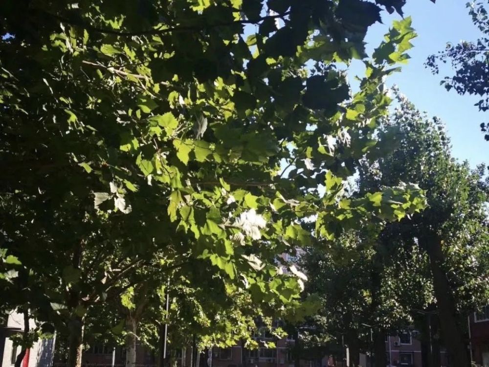 北京|如果每所北京高校只推荐一道菜，你会选什么？