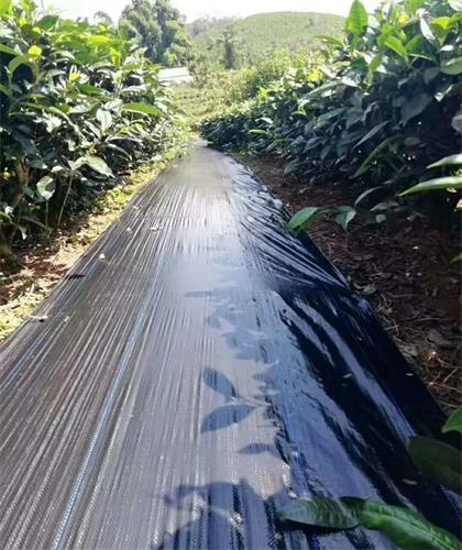 防草布|药材应该如何铺设防草布？防草布对作物有伤害吗？