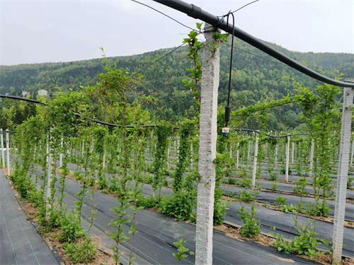 防草布|药材应该如何铺设防草布？防草布对作物有伤害吗？