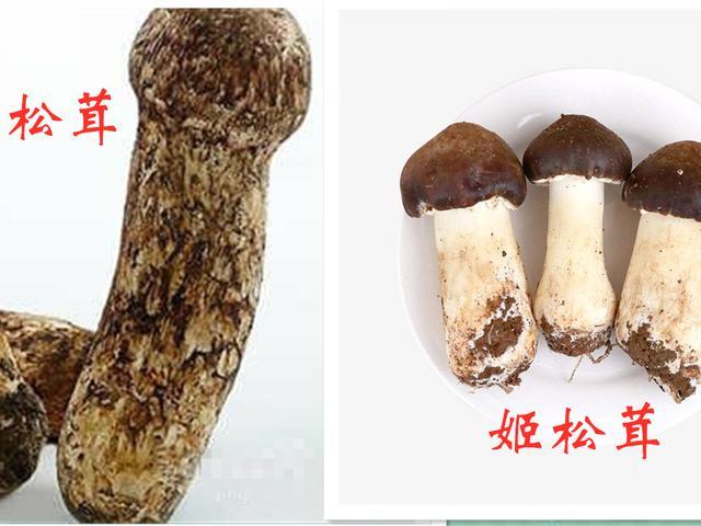 看到好朋友晒出来的"松茸",真的不忍心告诉他:你被骗了_腾讯网