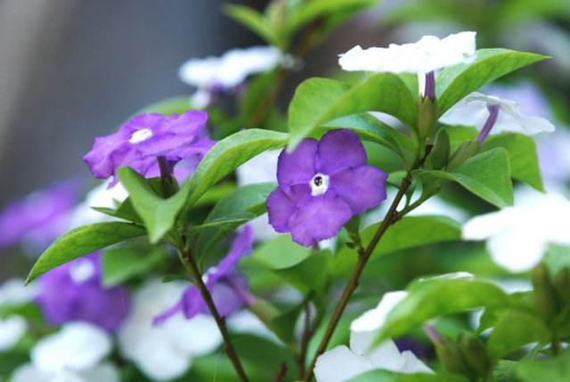 双色茉莉花也叫鸳鸯茉莉,番茉莉,五色茉莉等,是茄科鸳鸯茉莉属的