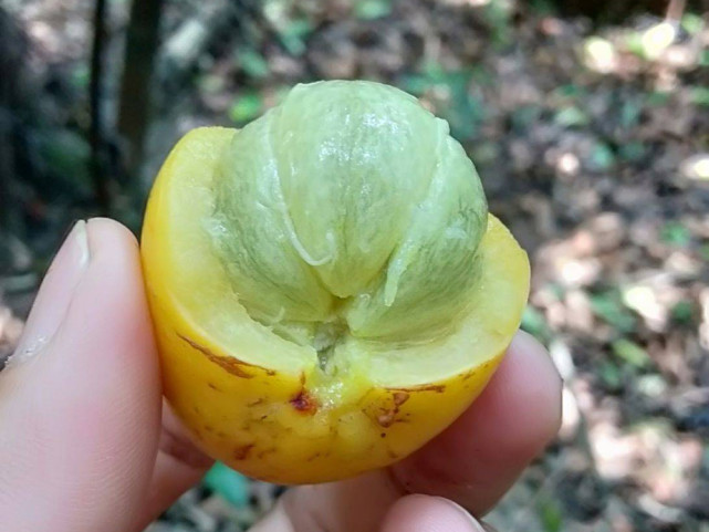 农村一种"野山竹",酸甜可口,吃完牙齿会变黄,你吃过吗?