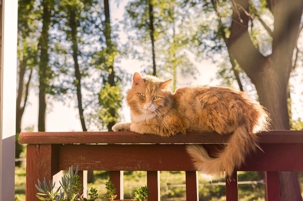 对猫过敏就不能养猫了吗 你可以试试这样做 腾讯新闻