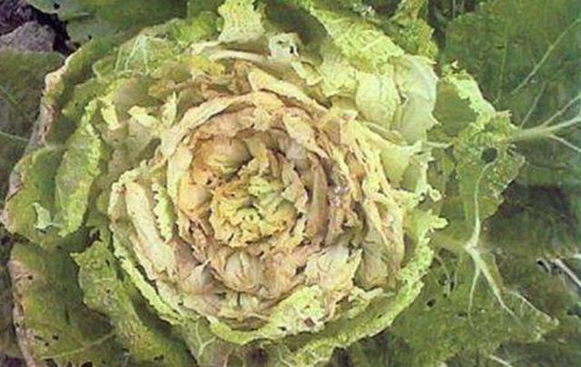 白菜|大白菜外面好好的，打开心却烂了，咋回事？白菜干烧心怎么防治？