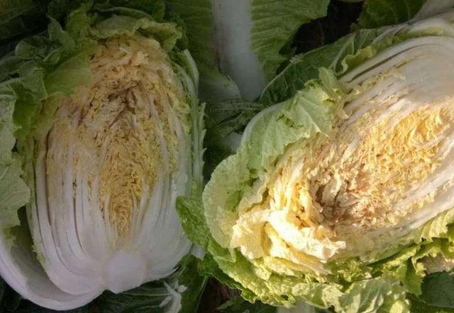 白菜|大白菜外面好好的，打开心却烂了，咋回事？白菜干烧心怎么防治？