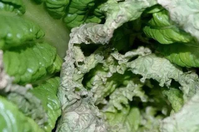 白菜|大白菜外面好好的，打开心却烂了，咋回事？白菜干烧心怎么防治？