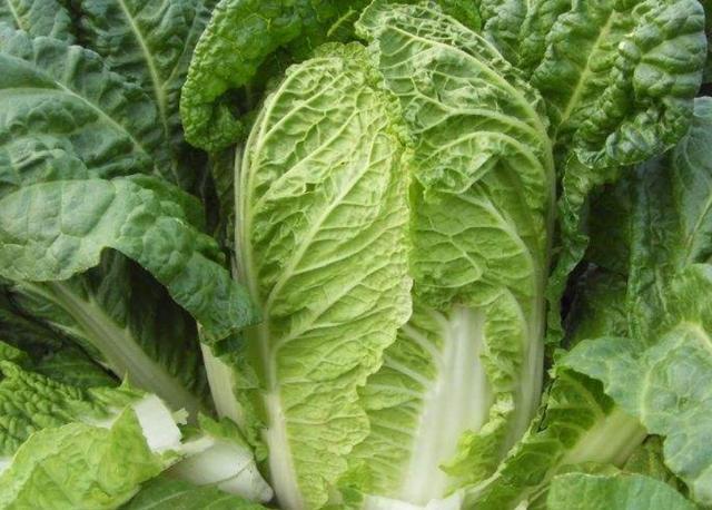 白菜|大白菜外面好好的，打开心却烂了，咋回事？白菜干烧心怎么防治？