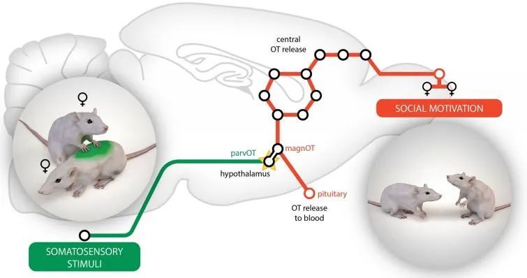 催产素|科学家拍了拍你：“社恐”别怕……触摸可以带来治愈力量